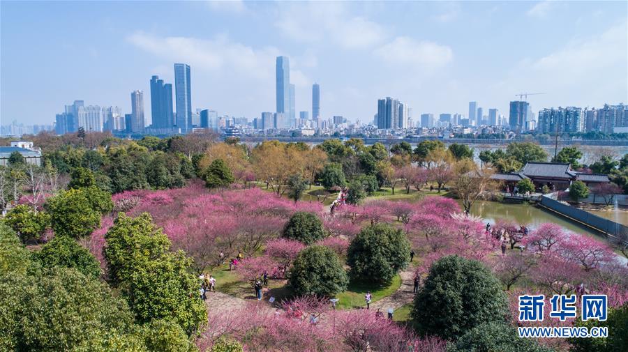 （環(huán)境）（5）梅花滿園引客來(lái)